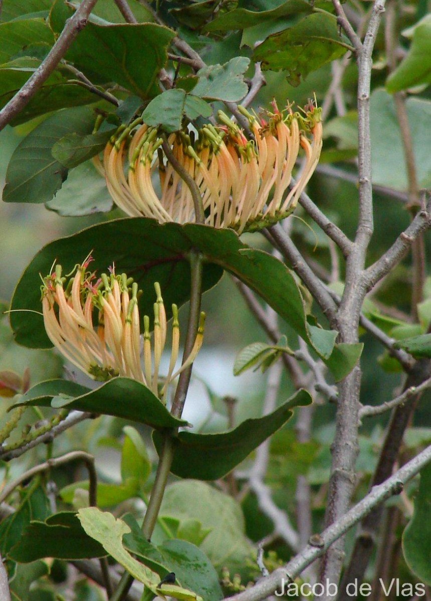 Dendrophthoe falcata (L.f.) Ettingsh.